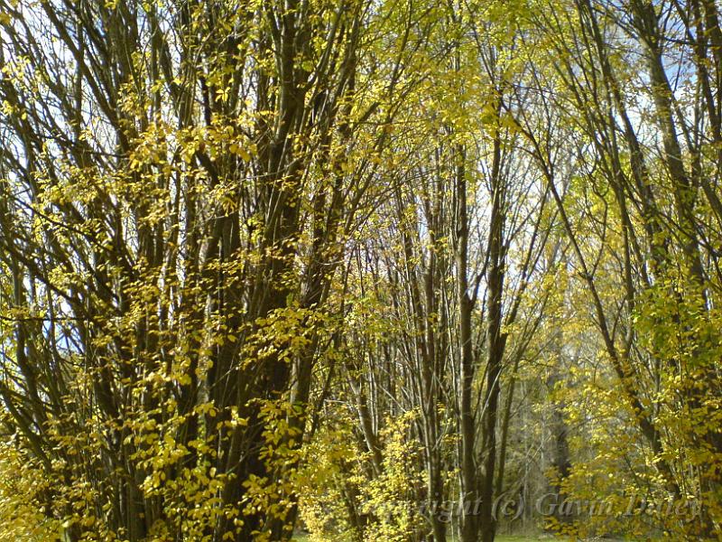 Autumn, Elm Avenue, Univesity of New England DSC00693.JPG